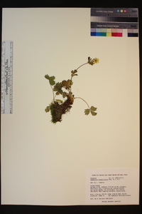 Potentilla flabellifolia image